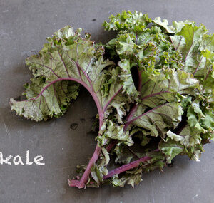 Kale (sold 1 per pot)