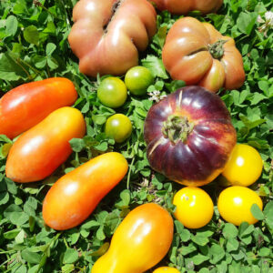 Tomatoes (sold 1 per pot)