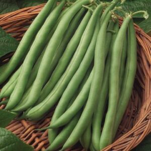 Bush Beans/ Wax Beans (sold 4-cell packs)